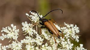Attēlu rezultāti vaicājumam “Leptura rubra”