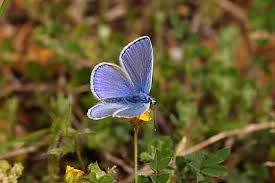 Attēlu rezultāti vaicājumam “Polyommatus icarus male”