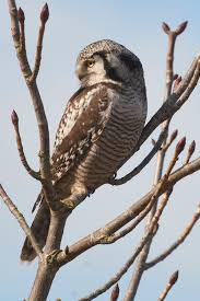 Image result for Surnia ulula