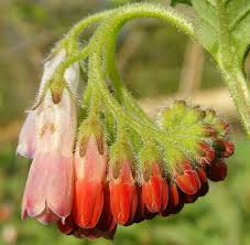 Attēlu rezultāti vaicājumam “Symphytum grandiflorum flower”