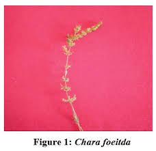 Attēlu rezultāti vaicājumam “Chara polyacantha”