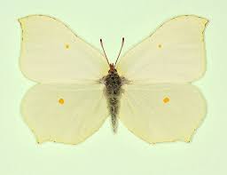 Attēlu rezultāti vaicājumam “Gonepteryx rhamni male”