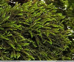 Attēlu rezultāti vaicājumam “Platyhypnidium riparioides”