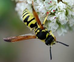 Attēlu rezultāti vaicājumam “Ancistrocerus sp.”