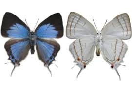 Attēlu rezultāti vaicājumam “Theclinae”