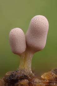 Attēlu rezultāti vaicājumam “Arcyria cinerea”