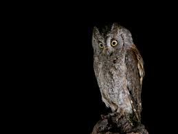 Image result for Otus scops