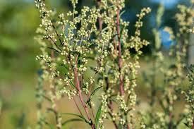 Attēlu rezultāti vaicājumam “Artemisia campestris leaf”