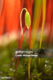 Attēlu rezultāti vaicājumam “Amblystegium serpens macro”