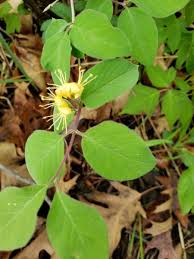 Attēlu rezultāti vaicājumam “Lonicera xylosteum flower”