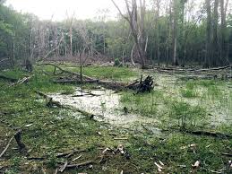 Image result for Slough