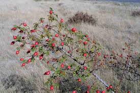 Attēlu rezultāti vaicājumam “Cribraria rubiginosa stalked”