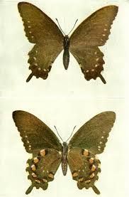 Attēlu rezultāti vaicājumam “Oeneis jutta underside”