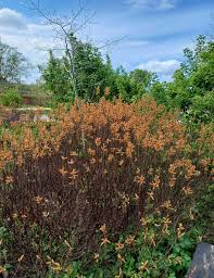 Attēlu rezultāti vaicājumam “Myrica gale”