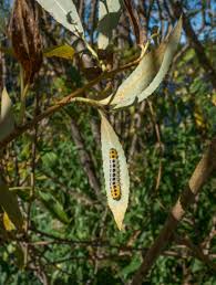 Attēlu rezultāti vaicājumam “Salix triandra leaf”