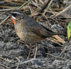 Image result for Luscinia calliope