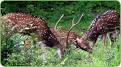 Idukki Wildlife Sanctuary, Idukki Wildlife Sanctuary Kerala
