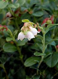 Attēlu rezultāti vaicājumam “Vaccinium vitis-idaea bud”