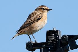 Attēlu rezultāti vaicājumam “Saxicola rubetra”