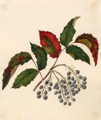 Attēlu rezultāti vaicājumam “Mahonia aquifolium fruit”