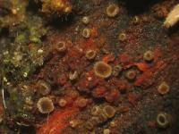 Attēlu rezultāti vaicājumam “Hyphodiscus hymeniophilus”