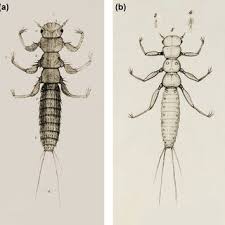 Attēlu rezultāti vaicājumam “Meloe sp. larva”