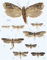 Attēlu rezultāti vaicājumam “Scardia boletella”
