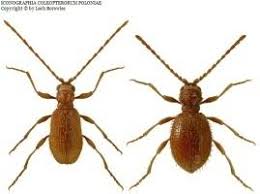 Attēlu rezultāti vaicājumam “Ptinus sp. male”