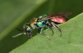 Attēlu rezultāti vaicājumam “Hedychrum sp.”