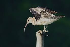 Attēlu rezultāti vaicājumam “Numenius phaeopus adult”