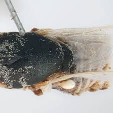 Attēlu rezultāti vaicājumam “Metatrichia sp.”