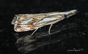 Attēlu rezultāti vaicājumam “Catoptria falsella”