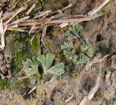 Attēlu rezultāti vaicājumam “Riccia glauca”