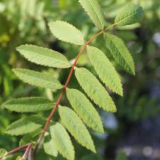 Attēlu rezultāti vaicājumam “Sorbus aucuparia leaf”