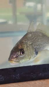 Image result for Micropogonias undulatus