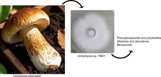 Attēlu rezultāti vaicājumam “Tricholoma sp.”