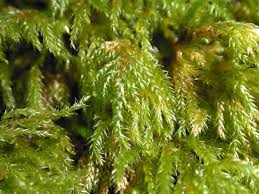 Attēlu rezultāti vaicājumam “Plagiothecium latebricola macro”