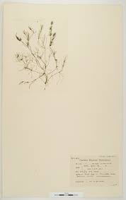 Attēlu rezultāti vaicājumam “Nitella flexilis”