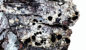 Attēlu rezultāti vaicājumam “Mycoblastus sanguinarius”