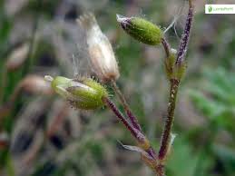Attēlu rezultāti vaicājumam “Cerastium semidecandrum bud”