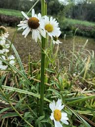 Image result for Leucanthemella serotina