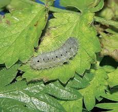 Attēlu rezultāti vaicājumam “Zygaena minos”