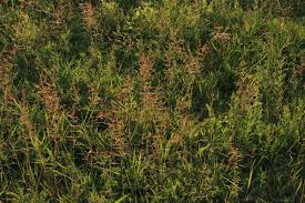 Image result for rosa aquatica