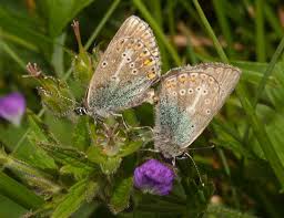 Attēlu rezultāti vaicājumam “Lycaena tityrus”