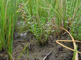 Attēlu rezultāti vaicājumam “Glaux maritima”