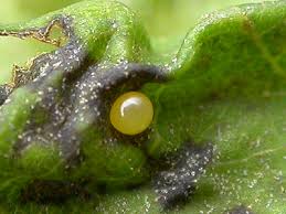 Attēlu rezultāti vaicājumam “Attelabus nitens”