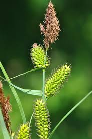 Attēlu rezultāti vaicājumam “Carex riparia”