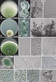 Attēlu rezultāti vaicājumam “Hypocrea gelatinosa”
