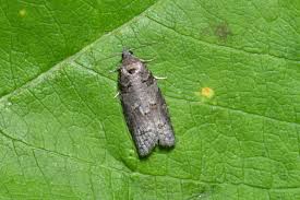 Attēlu rezultāti vaicājumam “Eana incanana”