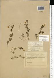 Attēlu rezultāti vaicājumam “Batrachium circinatum”